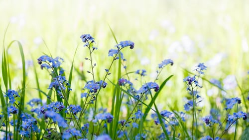 Preview: Blue Flowers Of Forget-Me-Not. Summer Or Spring Background. Copy Space
