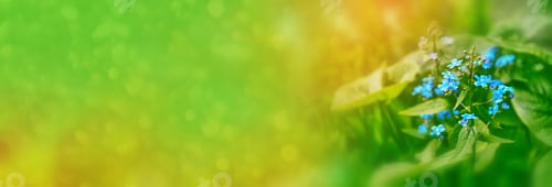 Preview: Me-Nots Wildflowers On The Background Of The Summer Landscape.