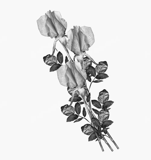 Preview: The Buds Of Flowers Roses. Holiday Card. Black And White