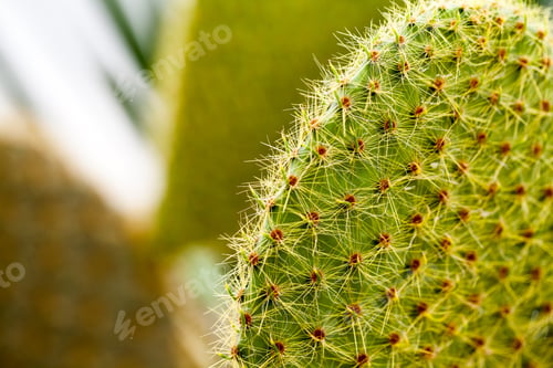 Preview: Opuntia Scheeri Plant In Botanical Garden In Balchik, Bulgaria