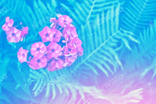 Preview: Colorful Bright Phlox Flowers On A Background Of Summer Landscape.