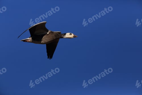 Preview: Snow Geese Bosque Del Apache, New Mexico Usa
