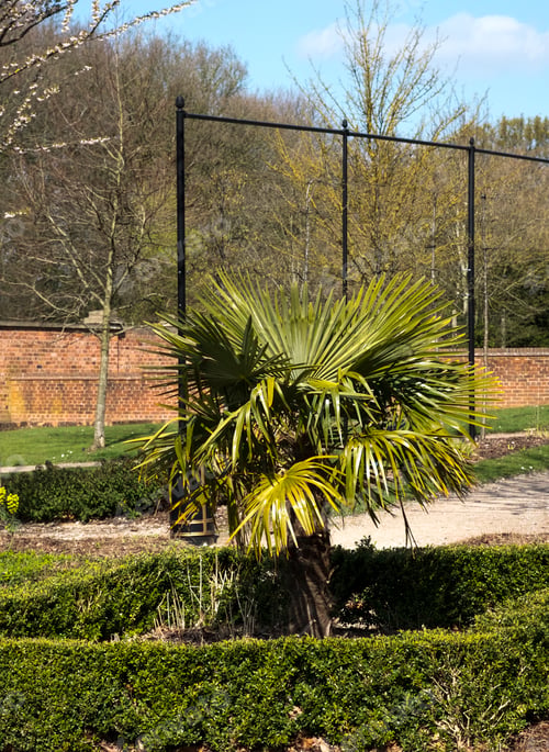 Preview: Palm Tree In Formal Gardens