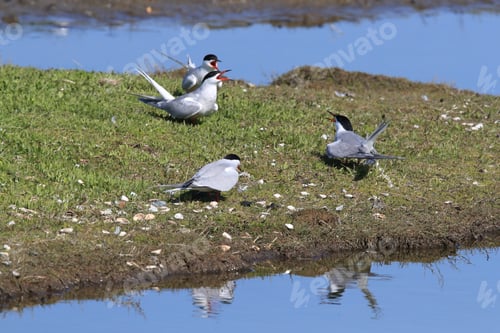 Preview: Common Tern (Sterna Hirundo) Texel Holland