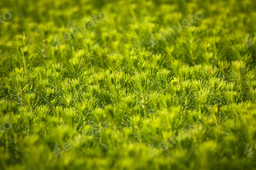Preview: Young Spruce Seedlings