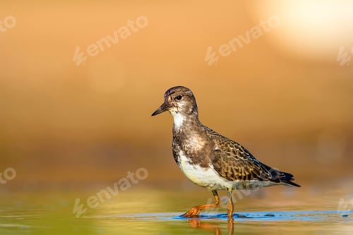 Preview: Cute Water Bird. Common Bird Ruddy Turnstone. Colorful Nature Background. Bird: Ruddy Turnstone