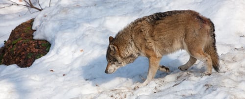 Preview: Wolves In The Bavarian Forest National Park, Bavaria, Germany