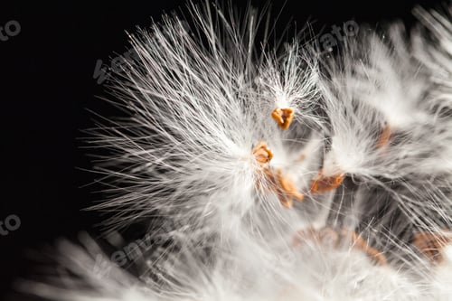 Preview: Abstract Composition With Dried Plants Seeds. Looks Like Dandelion Seeds