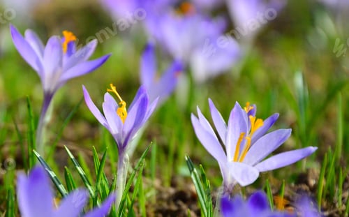 Preview: Crocus Flowers In Spring.Beautiful Spring Flowers - Purple Crocuses