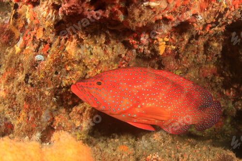 Preview: Coral Grouper Fish Trout Cod Red