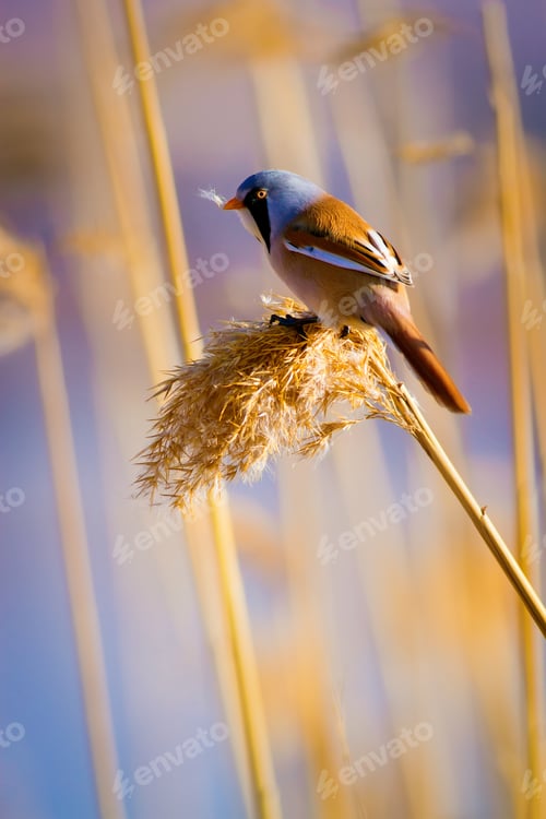 Preview: Cute Bird And Dry Yellow Reeds. Yellow Nature Background Bearded Reedling