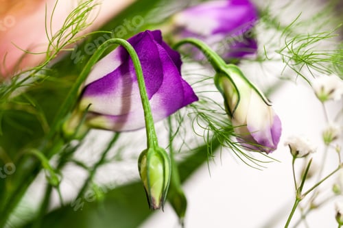 Preview: Lisianthus (Eustoma Grandiflorum) - Beautiful Flowers And Buds In A Floral Arrangement
