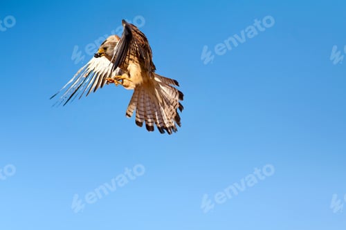 Preview: Flying Kestrel. Blue Sky Nature Background.