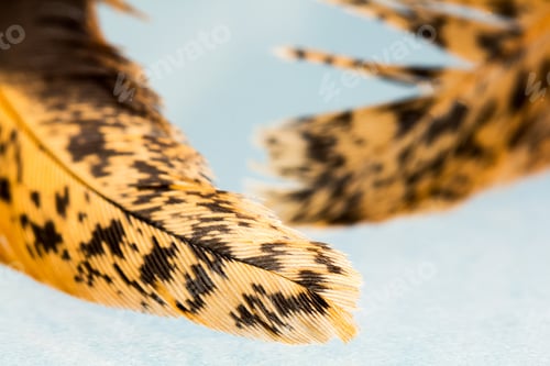 Preview: Colorful Hen Feather With Details And Reflexions
