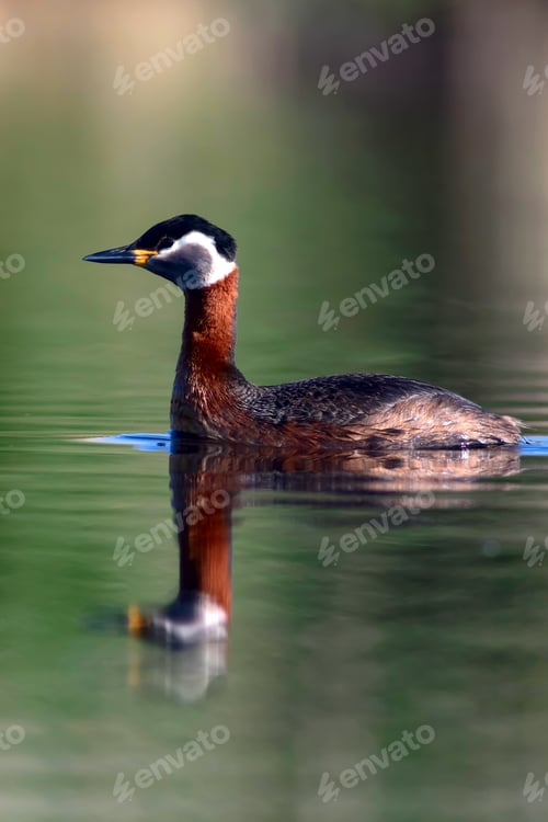 Preview: Swimming Bird. Nature Background. Bird: Red Necked Grebe. Podiceps Grisegena.