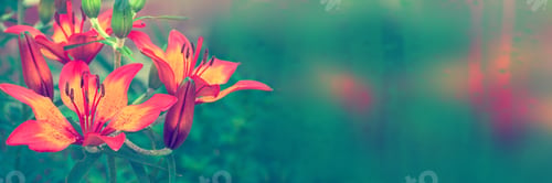 Preview: Colorful Beautiful Flowers Lily On The Background Of The Summer Landscape.