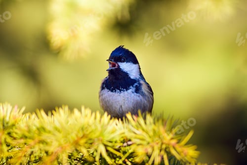 Preview: Cute Bird. Green Forest Background. Bird: Coal Tit. Periparus Ater.