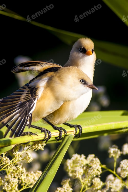 Preview: Cute Birds. Green And Black Background. Bearded Reedling / Panurus Biarmicus