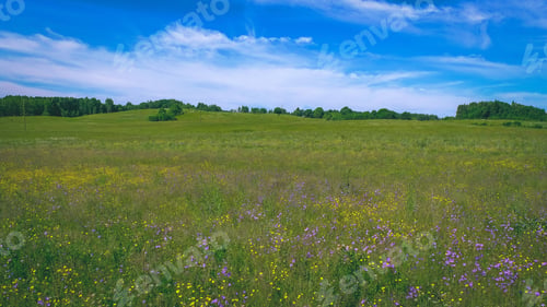 Preview: Sunny Meadow With Dandellions And Daisies In Summer At Countryside - Vintage Retro Look