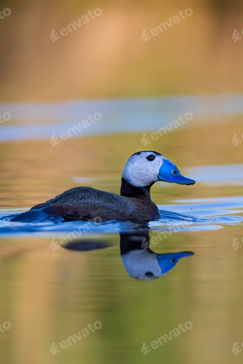 Preview: Duck Swimming In Lake. Cute Blue Billed Duck. Yellow Green Water Nature Background. Duck: White