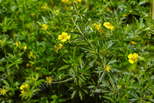 Preview: Potentilla Erecta, Raeusch. Perennial Herbaceous Medicinal Plant.
