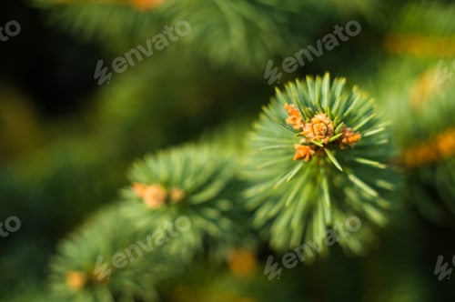 Preview: Green Fluffy Fir Tree Brunch Close Up, Christmas Wallpaper Concept.
