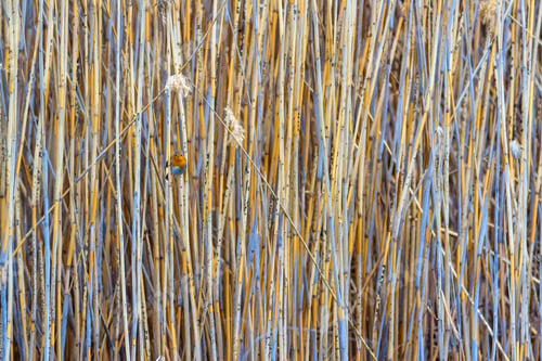 Preview: Cute Bird Robin. Yellow Reeds Background. Bird: European Robin. Erithacus Rubecula.