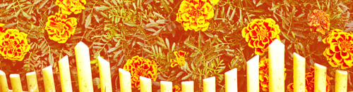 Preview: Colorful Bright Flowers Marigold Against The Background Of The Summer Landscape. Outdoors