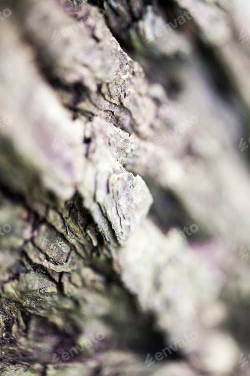 Preview: Abstract Composition With Green Moss On Tree Bark - Texture And Background With Very Soft Focus