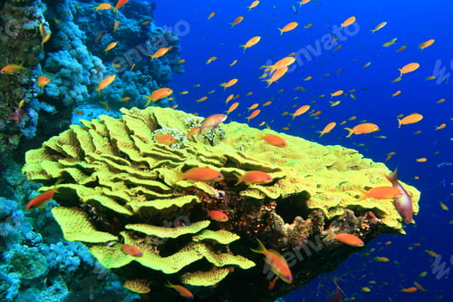 Preview: Leaf Coral