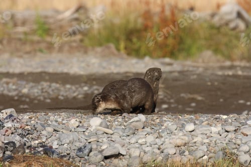 Preview: River Otter Yellowstone N.P., Wyoming