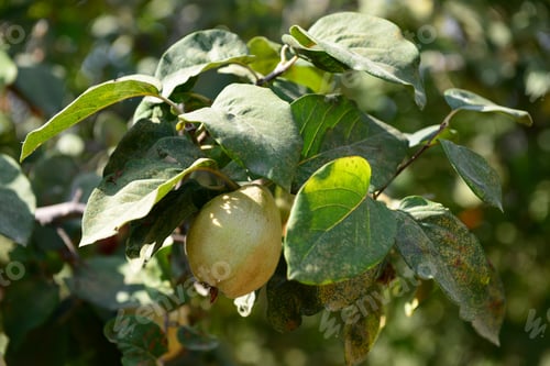 Preview: Quince Foliage And Ripening Fruit