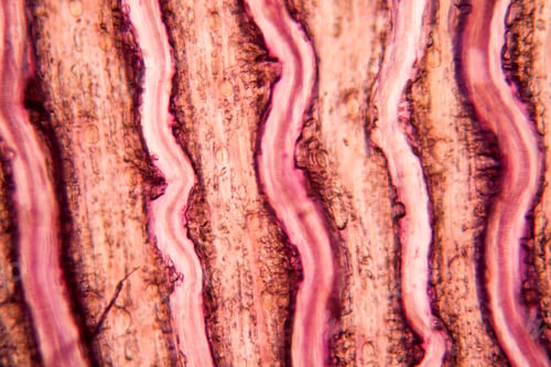 Preview: Tulip Petal At The Microscope