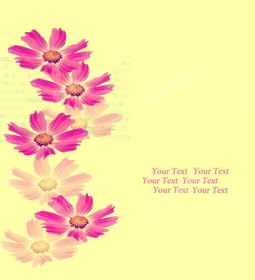 Preview: Cosmos Flowers Isolated On Yellow Background. Beautiful Spring Flowers