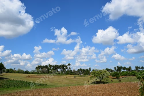 Preview: Subtropical Landscape Under A Blue Sky In Cuba