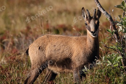Preview: Chamois (Rupicapra Rupicapra) Vosges Mountains, France