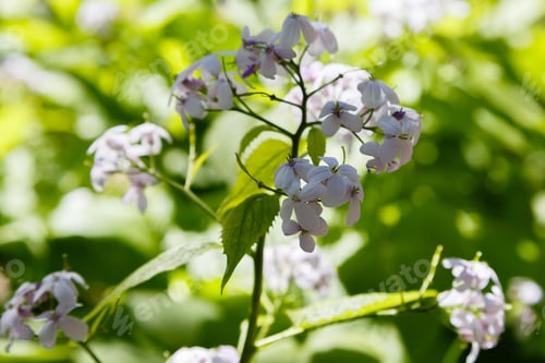 Preview: Perennial Honesty Or Lunaria Rediviva Flowers In Spring Garden