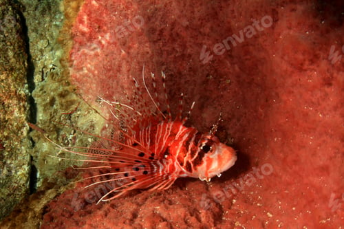 Preview: Lionfish