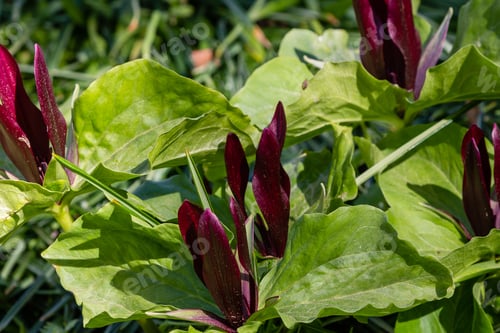 Preview: Trillium Red Flower In Spring Garden.
