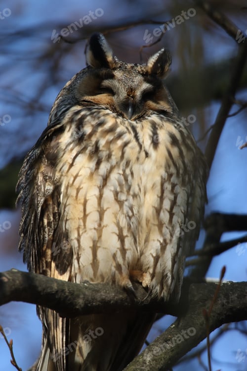 Preview: Long-Eared Owl (Asio Otus) Germany
