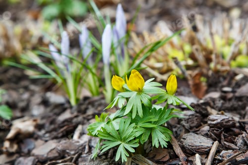 Preview: Globe-Flower, Trollius Europaeus In The Sping Garden