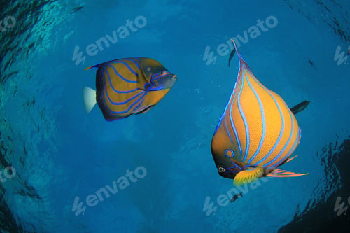 Preview: Ring Angelfish