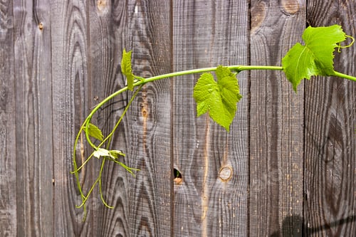 Preview: Nature Wooden Background. Foliage Grapes On Vintage Wooden Background With Copy Space. Green Leaves