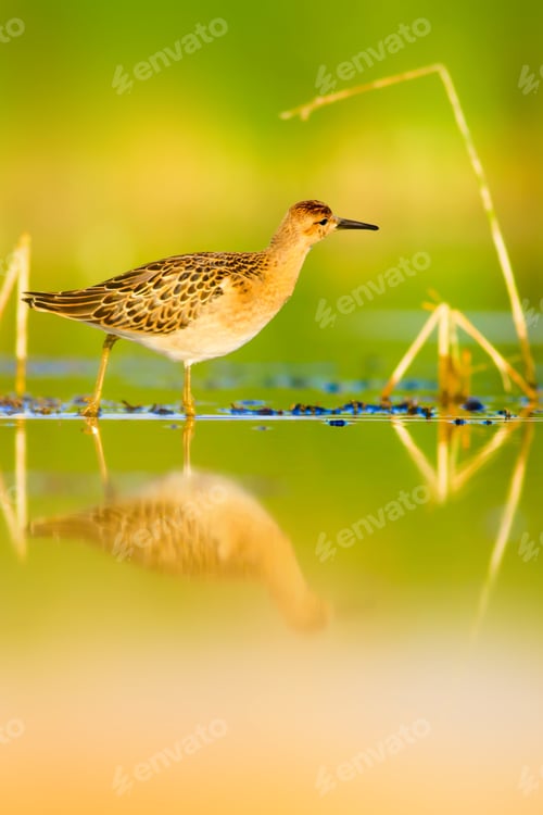 Preview: Cute Water Bird. Nature Background.