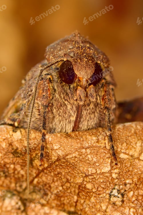 Preview: Portrait Head Of Clothes Moth. Macro Photography. Natural Yellow Background.