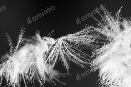 Preview: Black And White, Abstract Composition With Dried Plants Seeds. Looks Like Dandelion Seeds