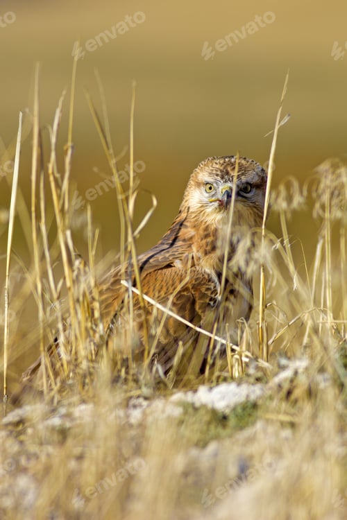 Preview: Buzzard. Natural Background.