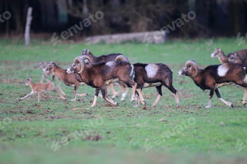 Preview: Big European Mouflon ( Ovis Orientalis ) On The Grassland Wild Animal In The Nature Habitat, Saxony