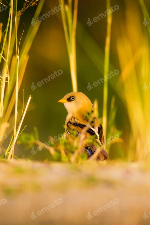 Preview: Cute Bird. Warm Colors Nature Background Bearded Reedling / Panurus Biarmicus