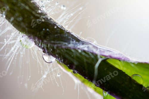Preview: Composition With Mauve And Green Leaves And Water Drops